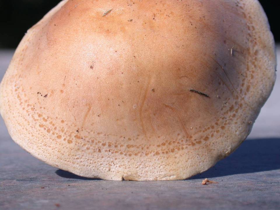 Hebeloma sinapizans image