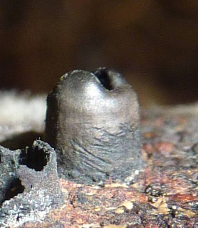 Camillea bilabiata image