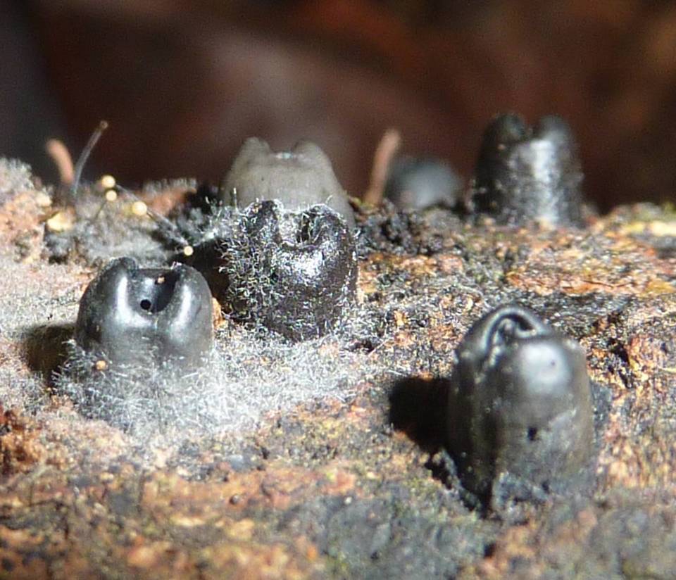 Camillea bilabiata image