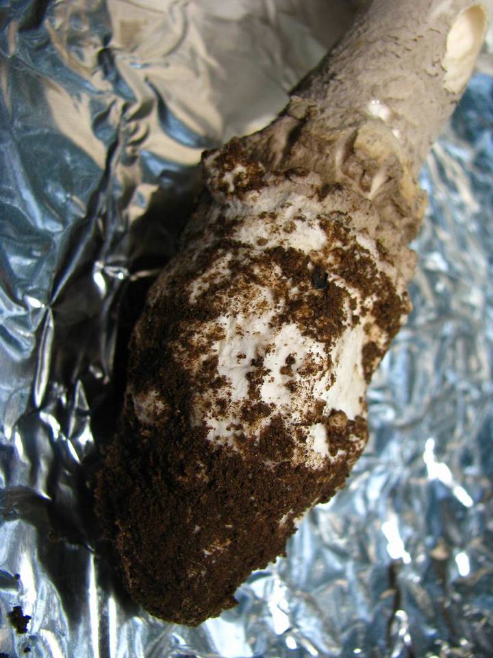 Amanita cinereopannosa image