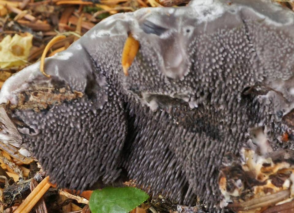 Hydnellum regium image