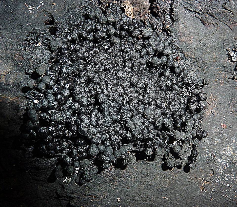 Kretzschmaria cetrarioides image