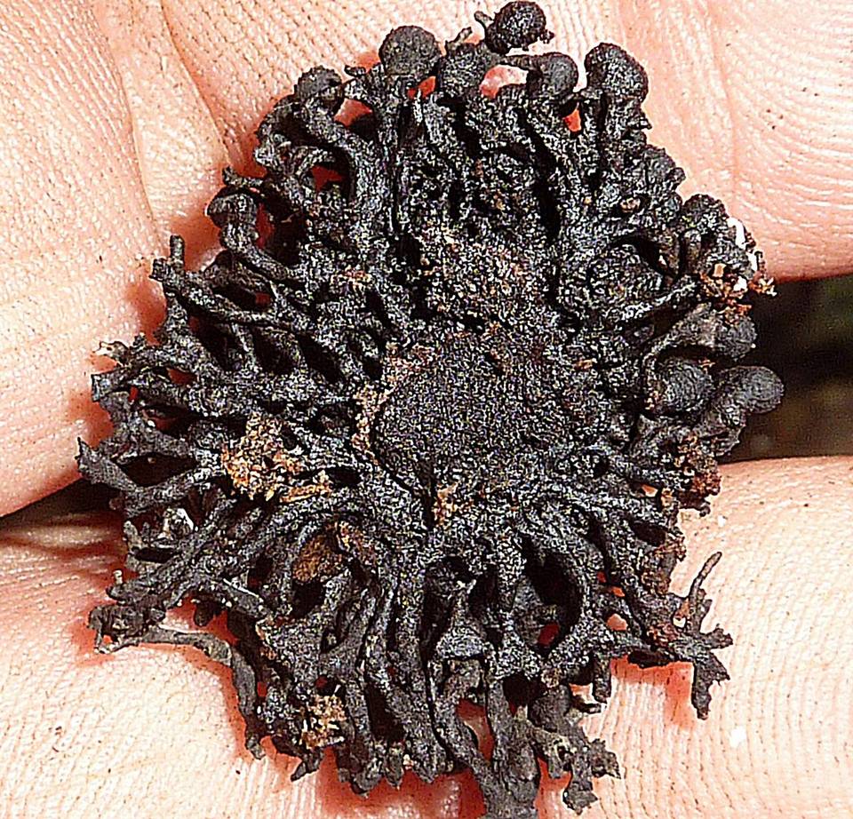 Kretzschmaria cetrarioides image