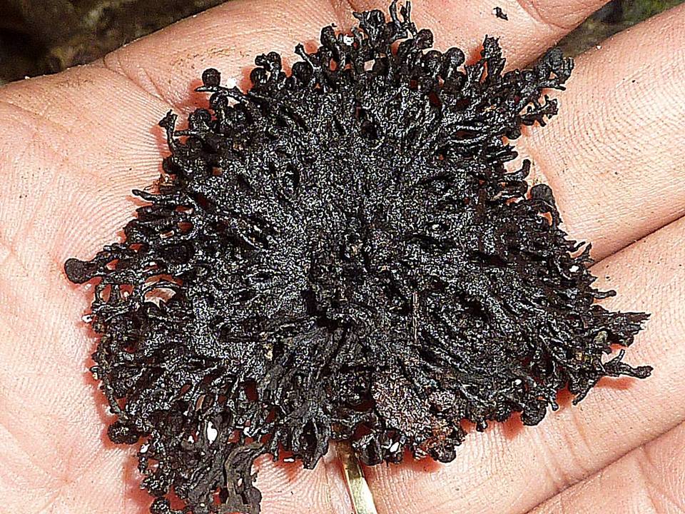 Kretzschmaria cetrarioides image
