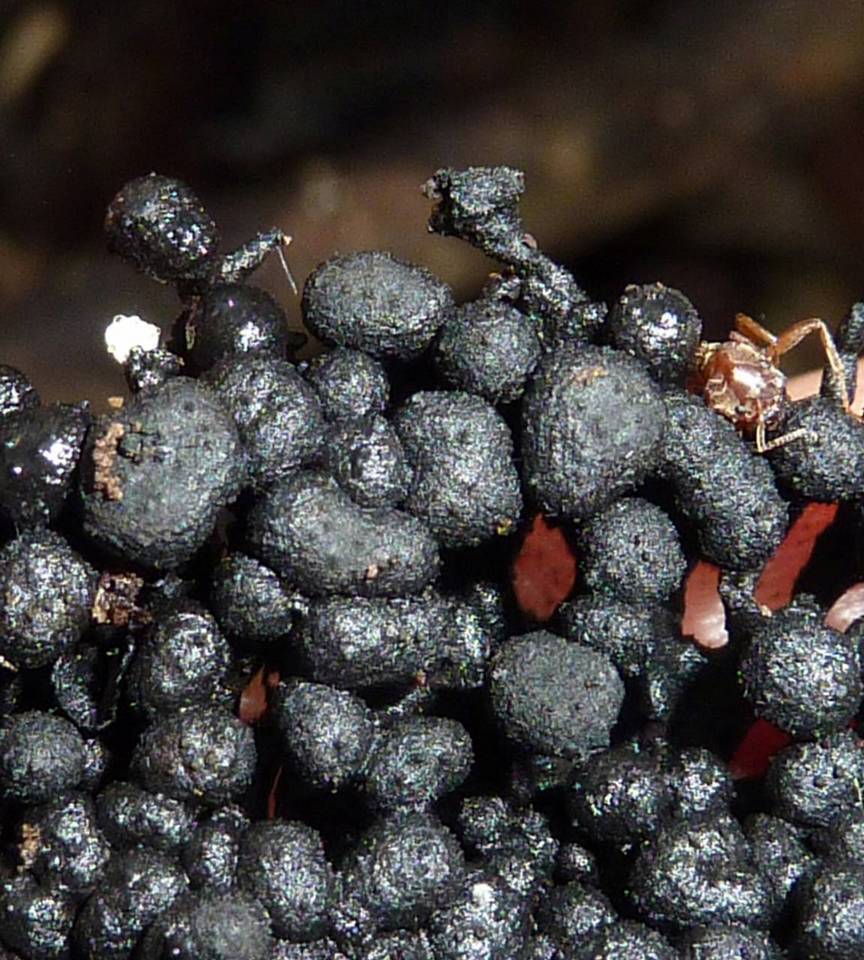 Kretzschmaria cetrarioides image