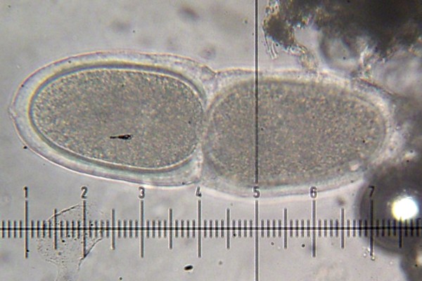 Varicellaria rhodocarpa image