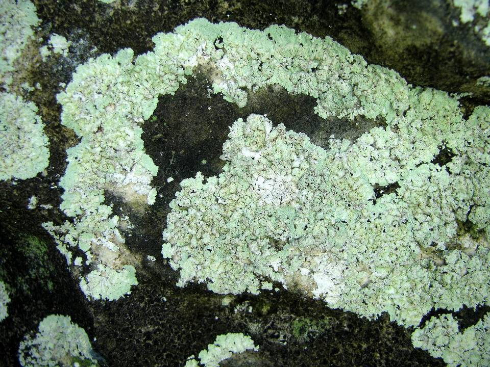 Lepraria disjuncta image