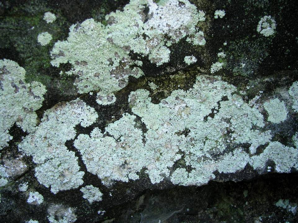 Lepraria disjuncta image