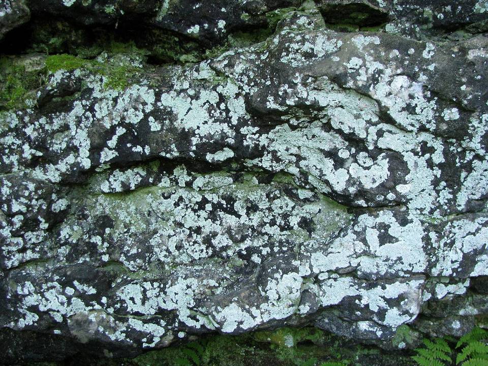 Lepraria disjuncta image