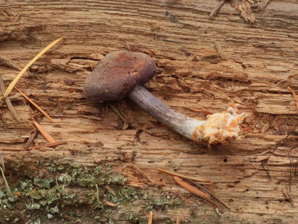 Entoloma diversum image