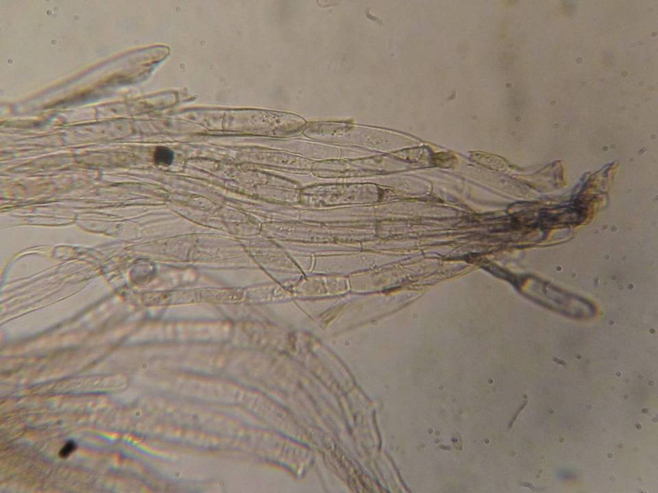 Entoloma diversum image