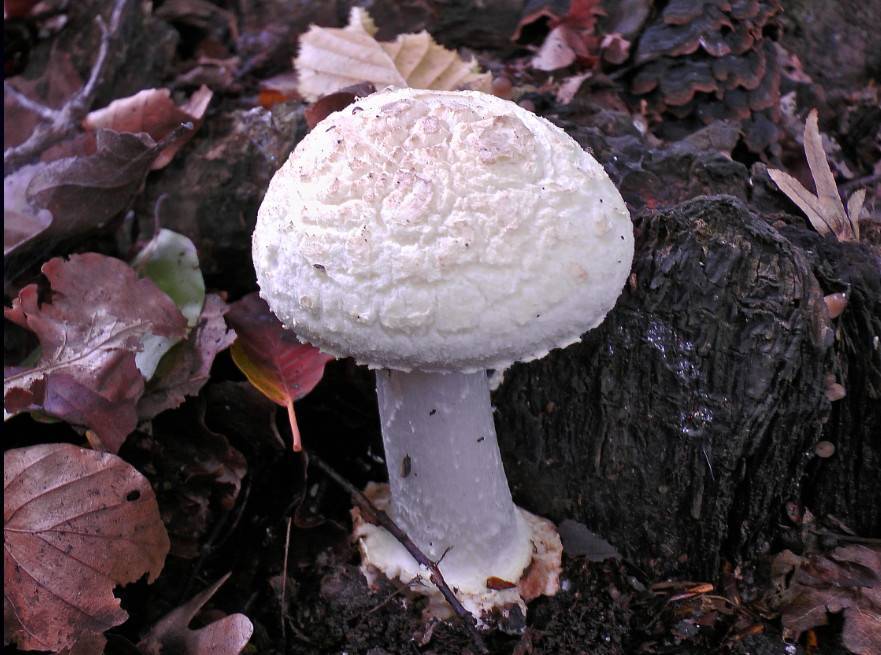 Amanita citrina f. alba image