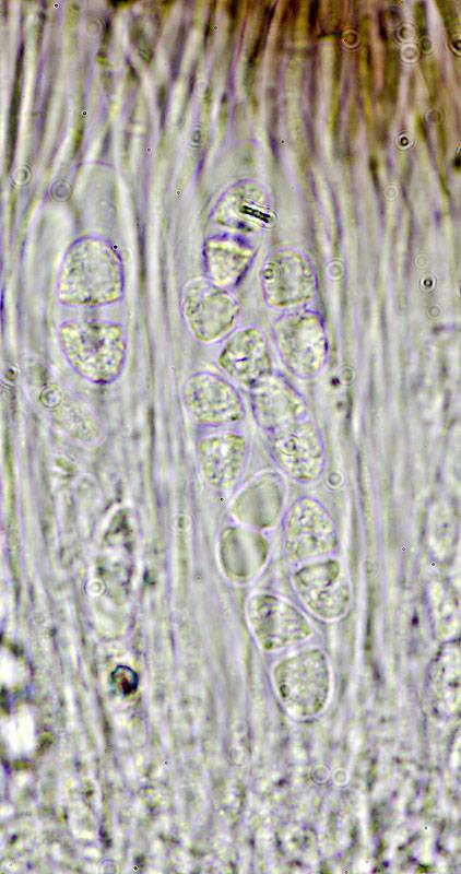 Caloplaca diphyodes image