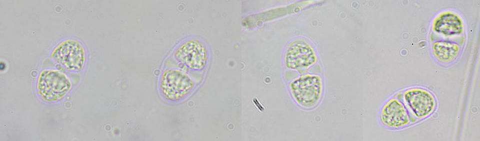 Caloplaca diphyodes image