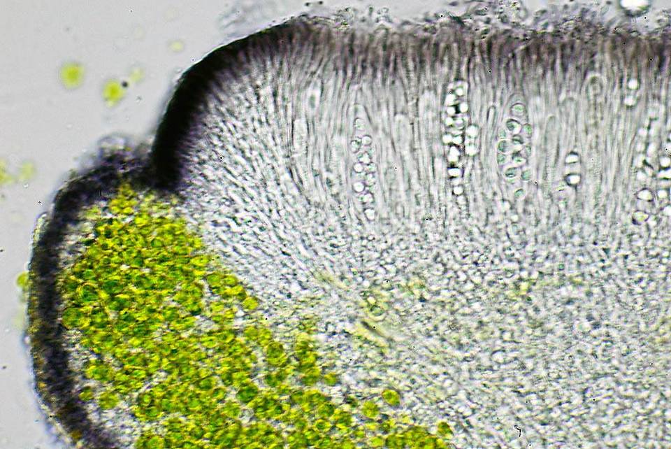 Caloplaca diphyodes image