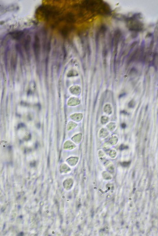 Caloplaca diphyodes image
