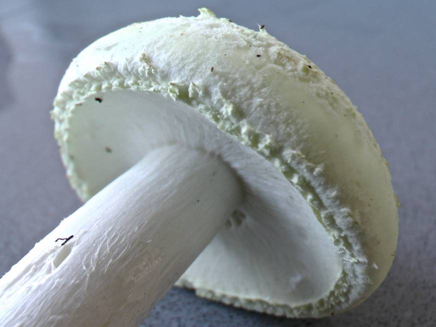 Amanita citrina f. alba image