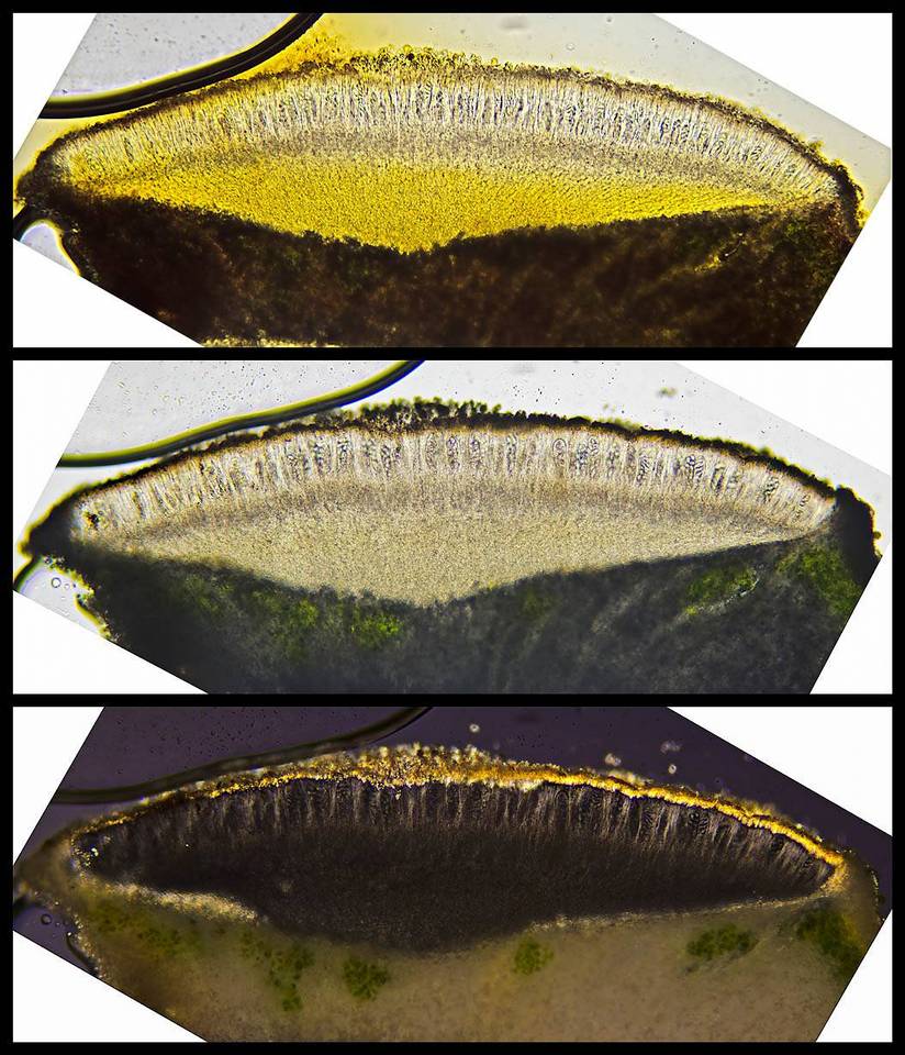 Bellemerea alpina image