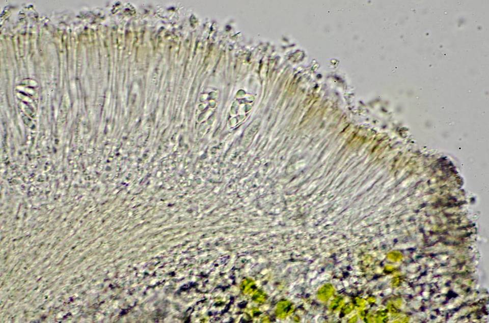 Bellemerea alpina image