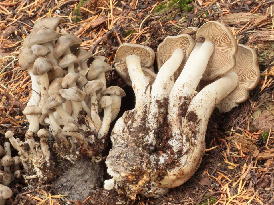 Lyophyllum leptosarx image