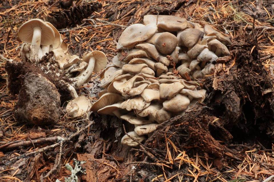 Lyophyllum leptosarx image