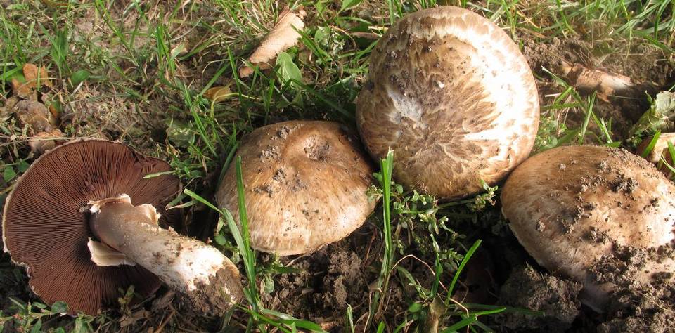 Agaricus cappellianus image