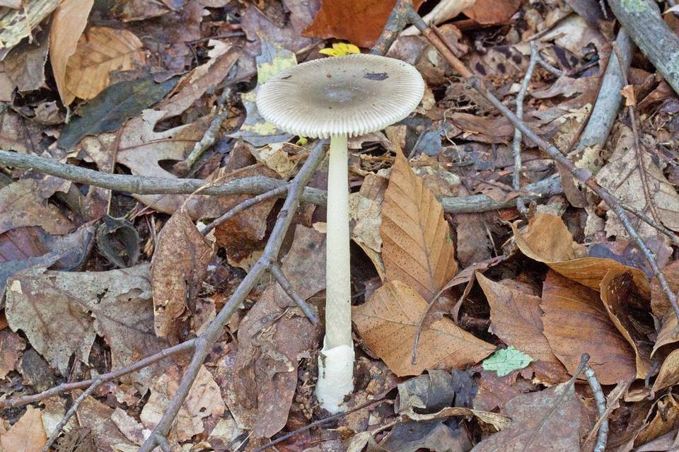 Amanita sect. Vaginatae image