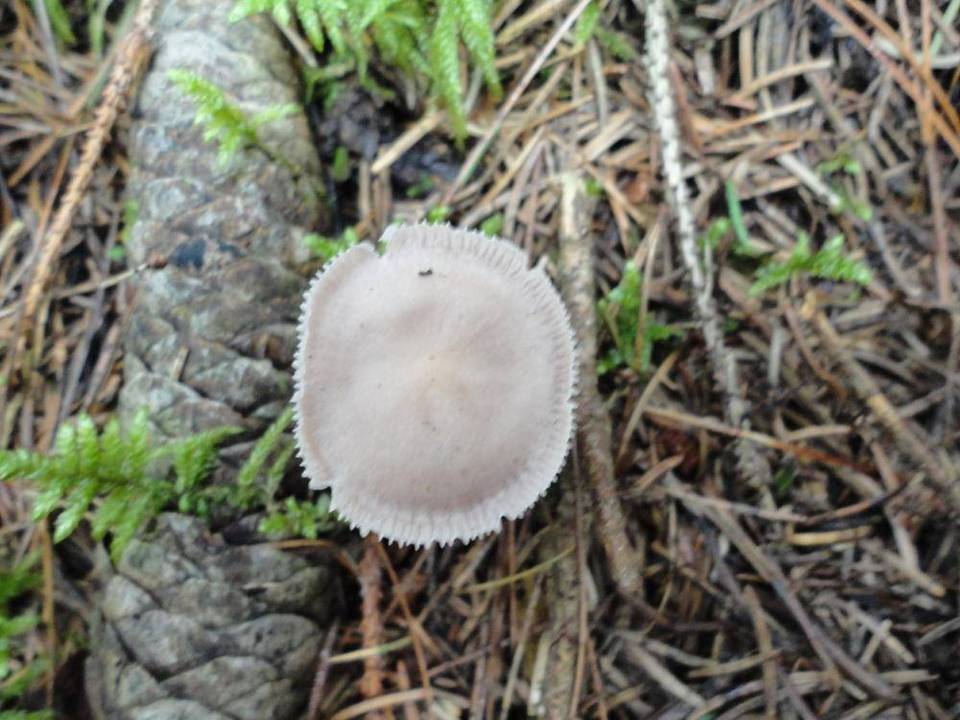 Mycena pearsoniana image