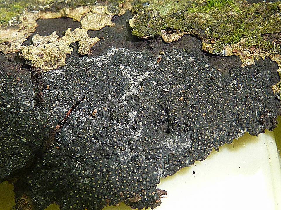 Hypoxylon rectangulosporum image
