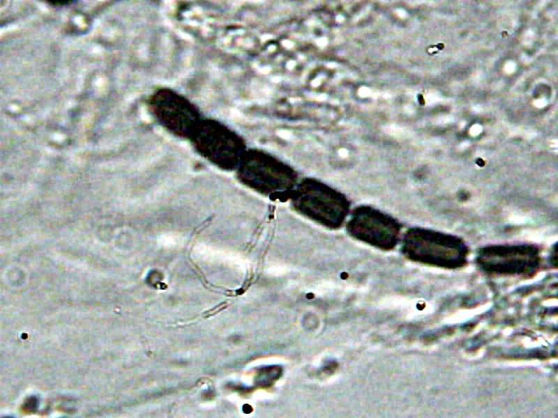 Hypoxylon rectangulosporum image