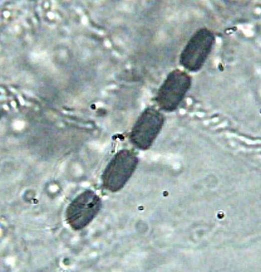 Hypoxylon rectangulosporum image