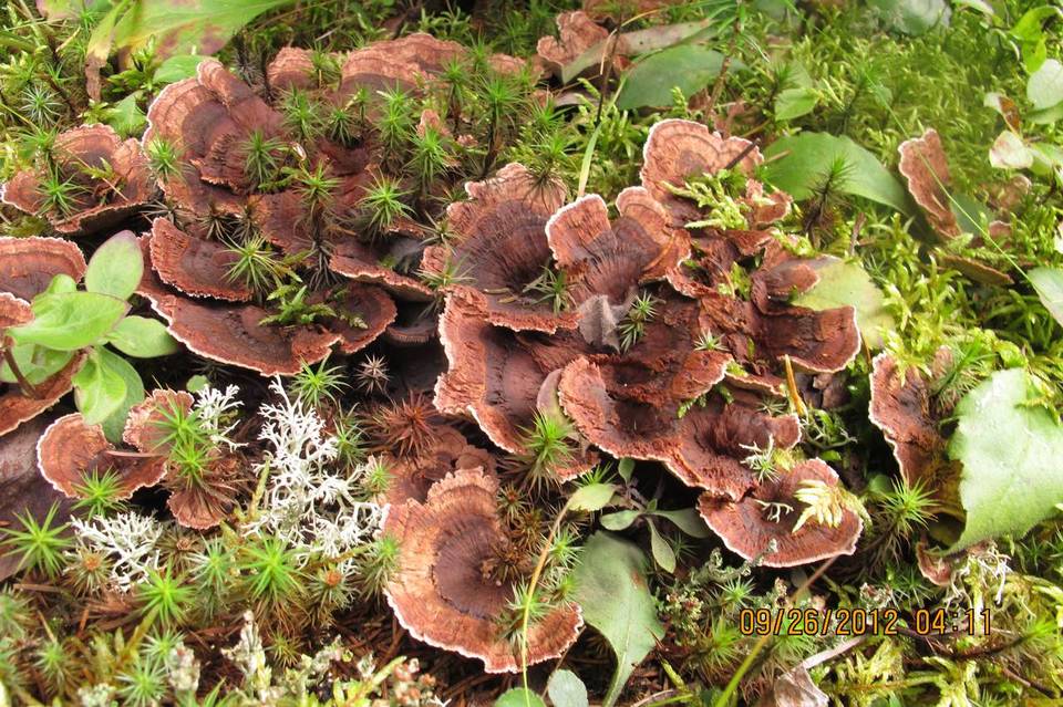 Hydnellum subzonatum image