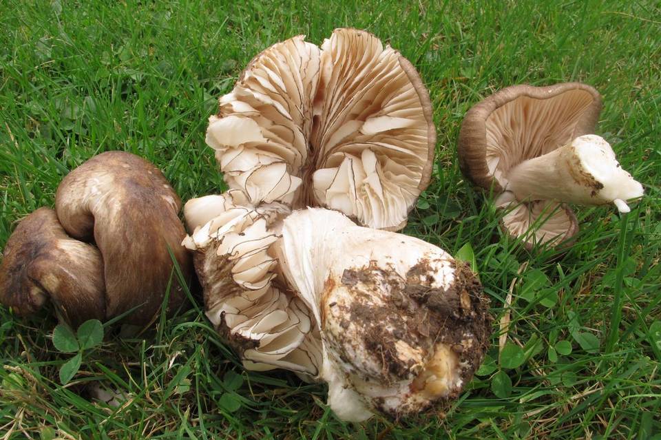 Megacollybia subfurfuracea image