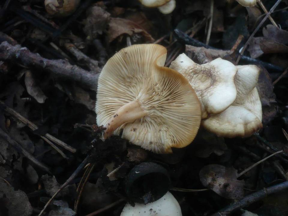 Clitocybe amarescens image