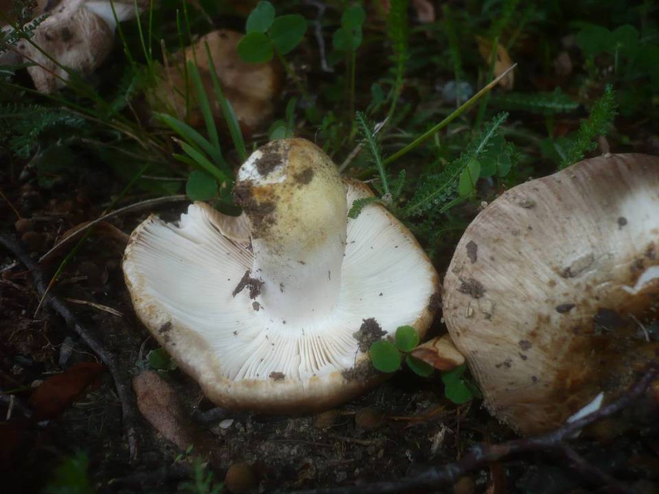 Russula insignis image