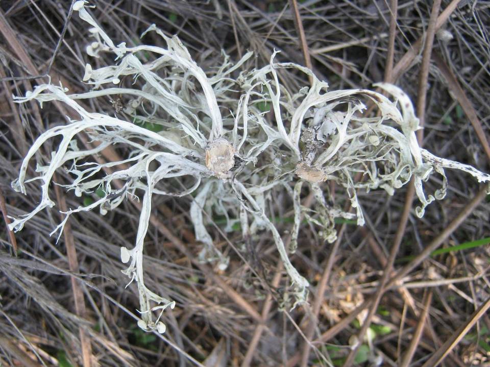 Ramalina calicaris image