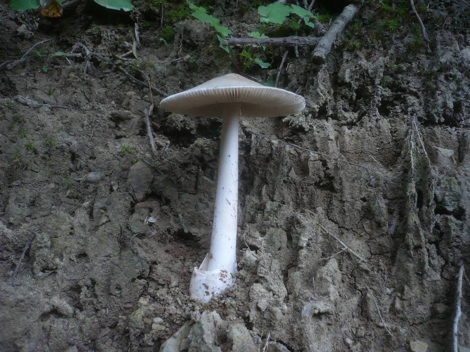 Amanita argentea image