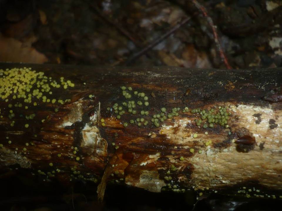 Hypocrea sinuosa image