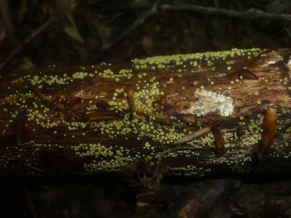 Hypocrea sinuosa image