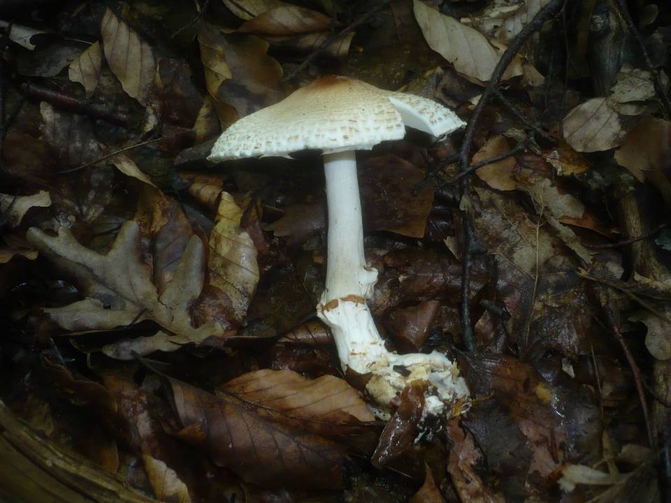 Lepiota ignivolvata image