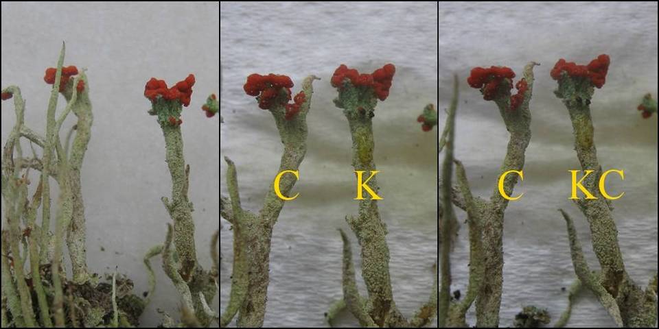 Cladonia polydactyla var. polydactyla image