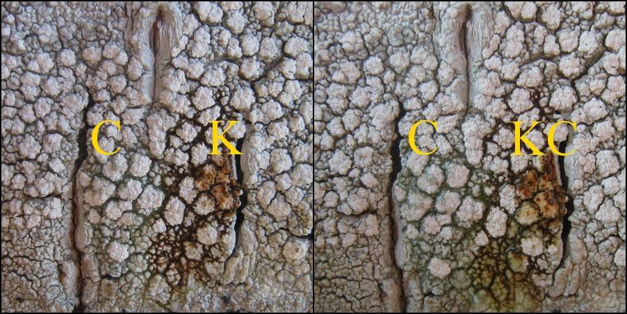 Pertusaria excludens image