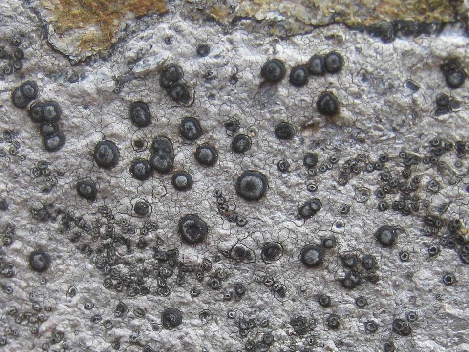Porpidia cinereoatra image