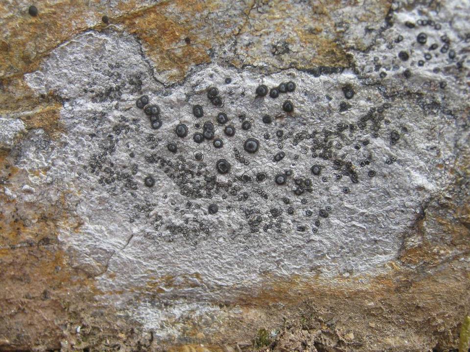 Porpidia cinereoatra image
