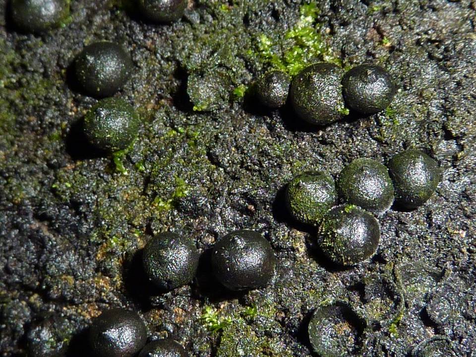 Rosellinia necatrix image