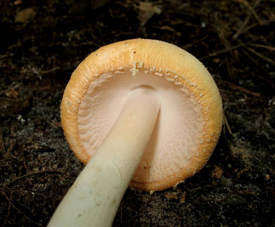 Amanita roseitincta image