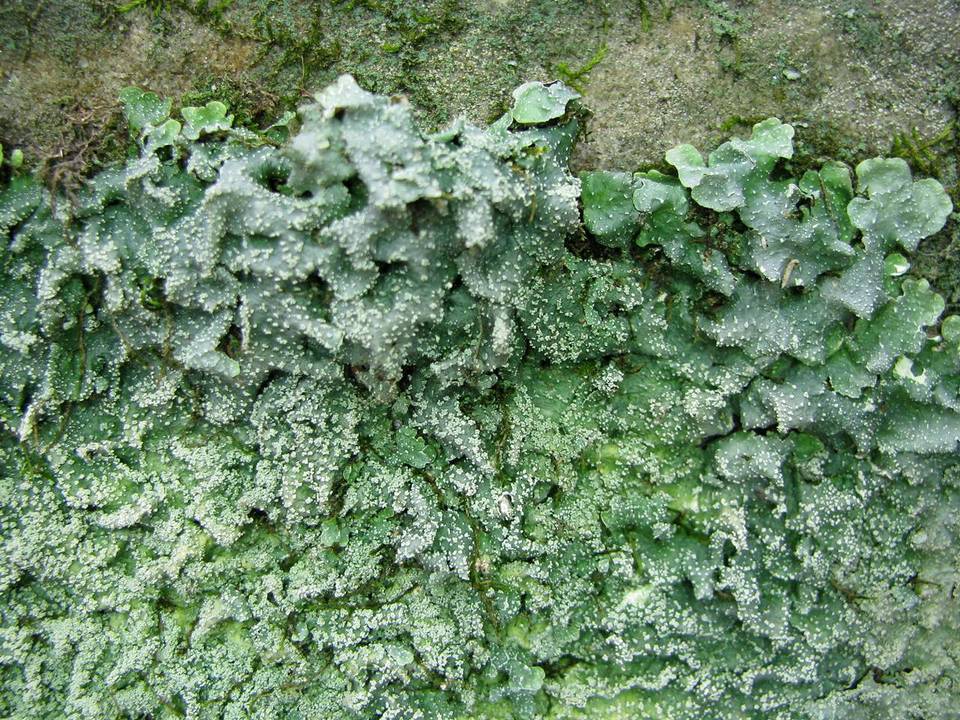 Punctelia missouriensis image