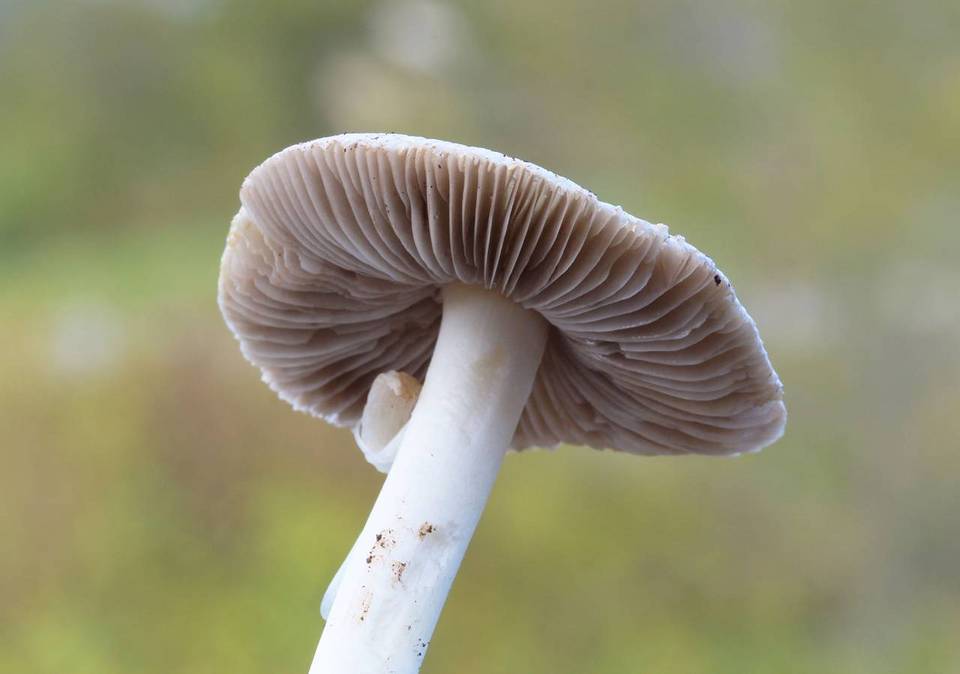 Inocybe fibrosa image