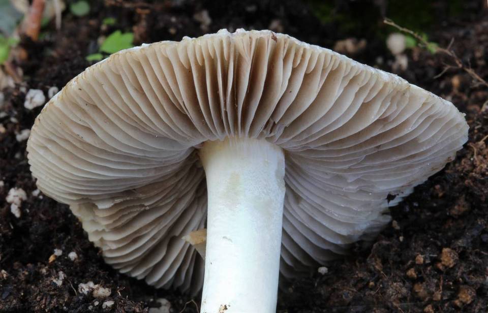 Inocybe fibrosa image