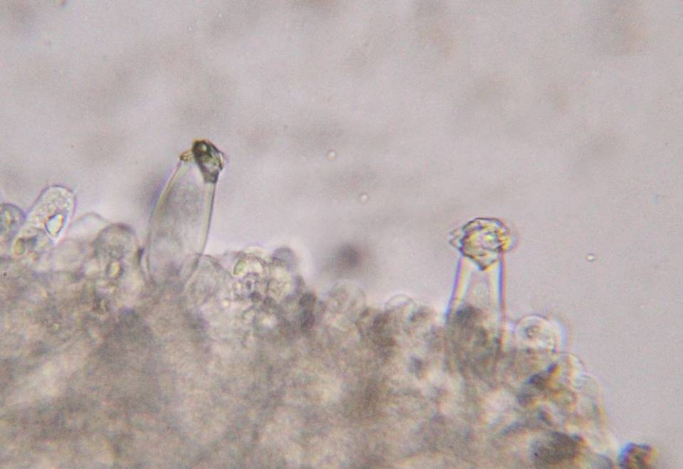 Inocybe fibrosa image